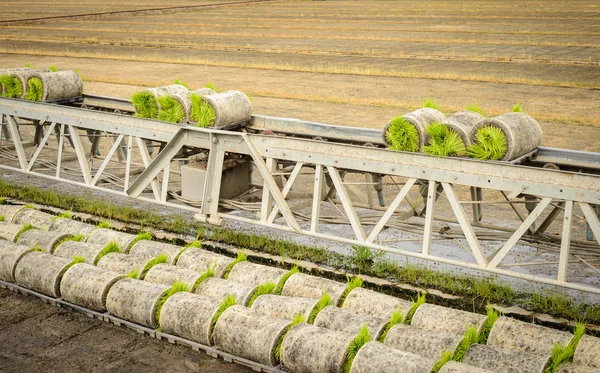 Transportation forwarders Young rice sprout From the box to the — Stock Photo, Image