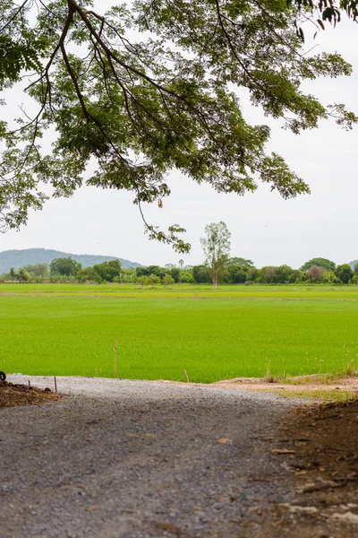 Rice seedling field — Stock Photo, Image