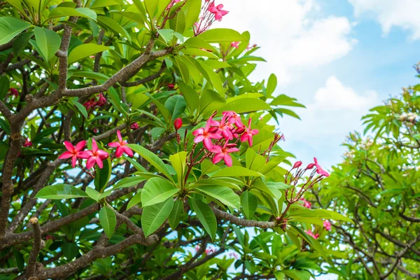 Groupe de fleurs rouges et roses (Frangipani, Plumeria ) — Photo