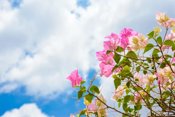 Bougainvilliers roses en fleurs contre le ciel bleu — Photo