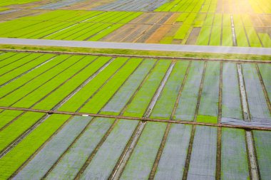 Genç Fideler kutusunda büyüyen hazır pirinç