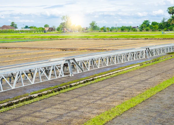 Trasporti spedizionieri Giovane germoglio di riso Dalla scatola al — Foto Stock