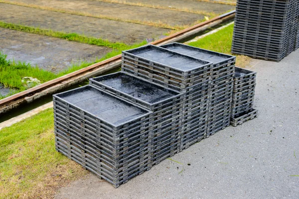 Brote de arroz joven en la caja listo para crecer —  Fotos de Stock