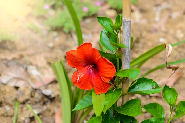 Hibiscus bloem. ondiepe dof — Stockfoto