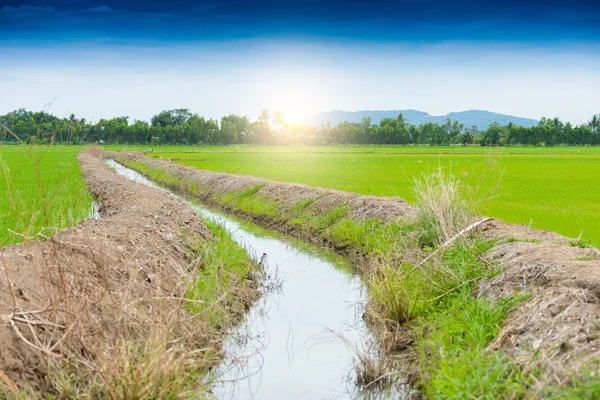 Іригаційний канал, водний шлях у рисовому полі — стокове фото
