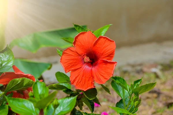 Hibiscus bloem. ondiepe dof — Stockfoto