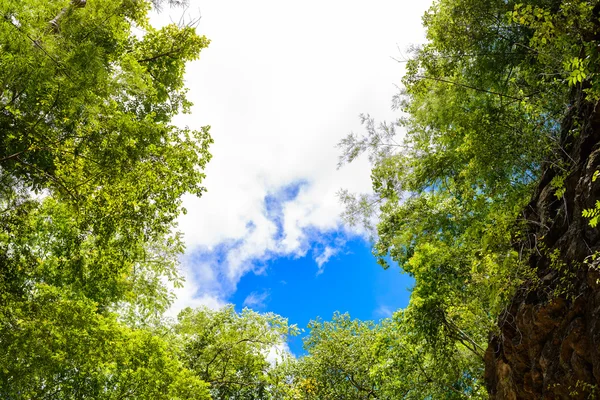 Träd grenar på blå himmel — Stockfoto