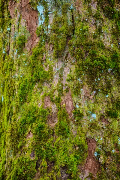 Zelená mos na stromě — Stock fotografie