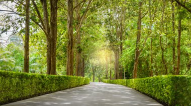 Güzel ağaç tünel