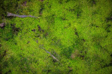 yeşil ecek arka plan