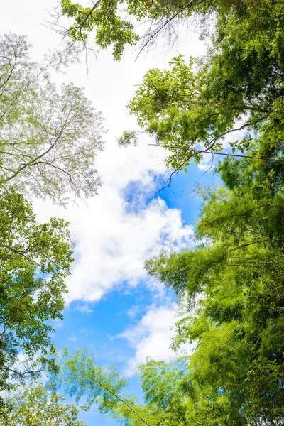 Trees branches on blue sky — Stock Photo, Image