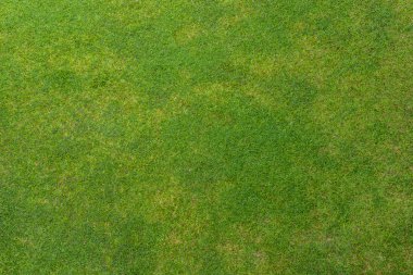 yeşil çimen arkaplan dokusu