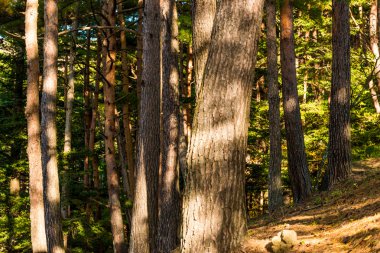 çam ormanı ile güneş ışığı ve gölgeler