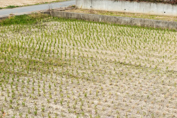 Un campo de arroz después de la cosecha —  Fotos de Stock