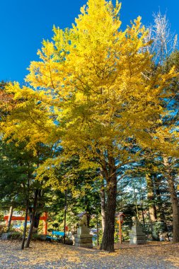 Sarımsı Ginkgo ağacı