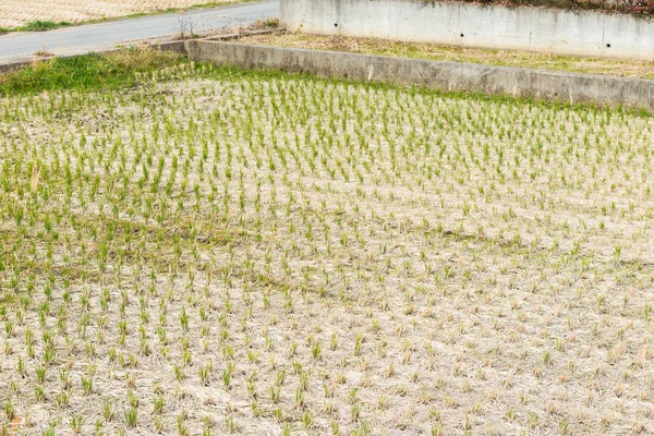Um campo de arroz após a colheita — Fotografia de Stock