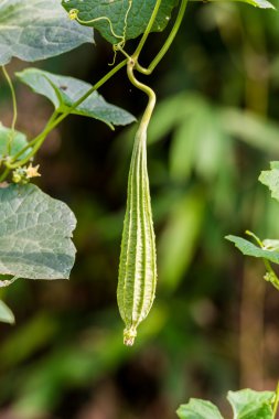 Ağaç üzerinde açılı kabak