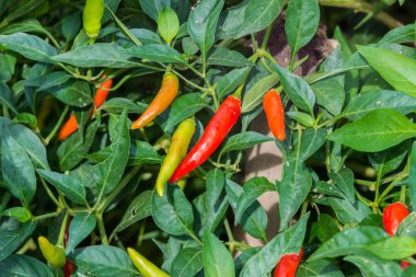 Chili büyümek bahçede