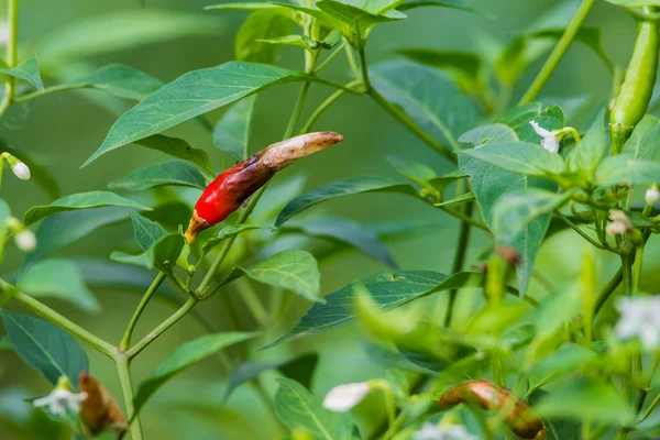 Chili petardo dañado — Foto de Stock