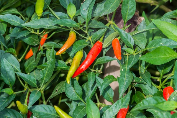 辣椒种植在花园里 — 图库照片