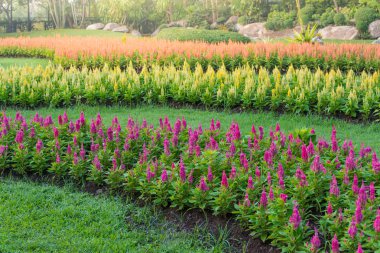 çok renkli celosia Çiçek bahçesinde