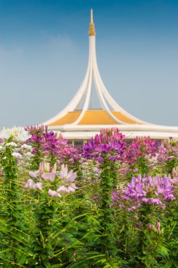 pembe ve Beyaz örümcek çiçek