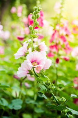 pembe ve Beyaz Gül Fatma çiçek