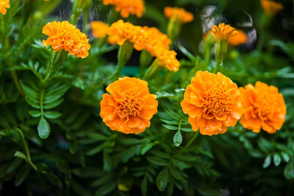 Marigold flower is closeup — Stock Photo, Image