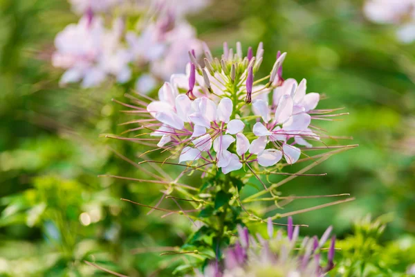 Pink And White Spider flower — Stock Photo, Image
