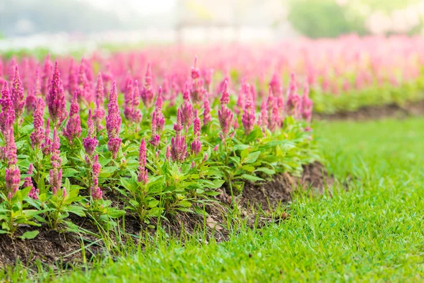 Ροζ Celosia argentea — Φωτογραφία Αρχείου