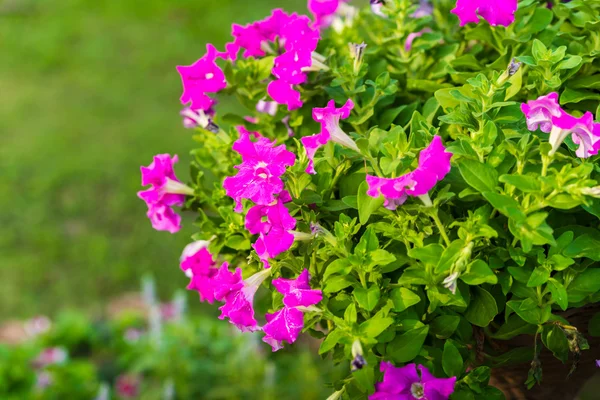 Hermosas flores de petunia — Foto de Stock