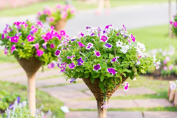 Beautiful petunia flowers — Stock Photo, Image