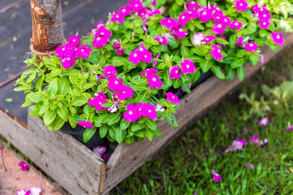 Pembe su teresi çiçekler — Stok fotoğraf