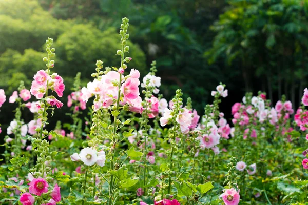 Rose et blanc hollyhock fleur — Photo