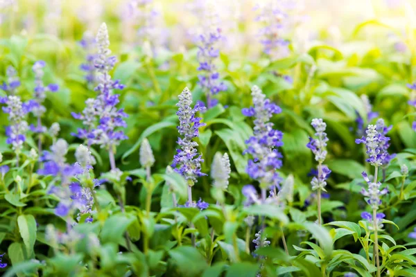 Prato con fioritura Salvia Blu fiori di erbe — Foto Stock