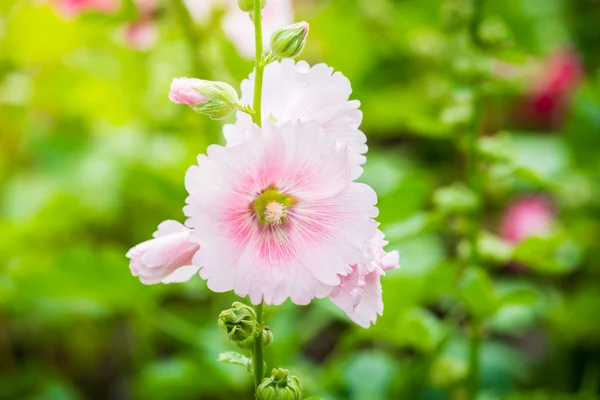 Pink and white hollyhock flower — Stock Photo, Image