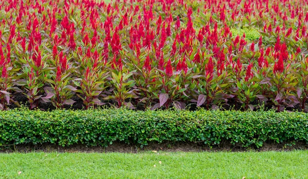 Κόκκινο Celosia argentea — Φωτογραφία Αρχείου