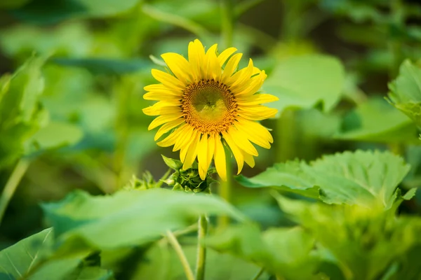 Sunflowers in the field — Stock Photo, Image