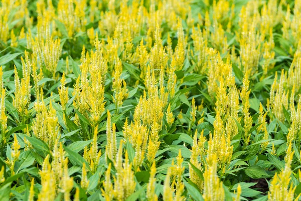 Yellow Celosia argentea — Stock Photo, Image