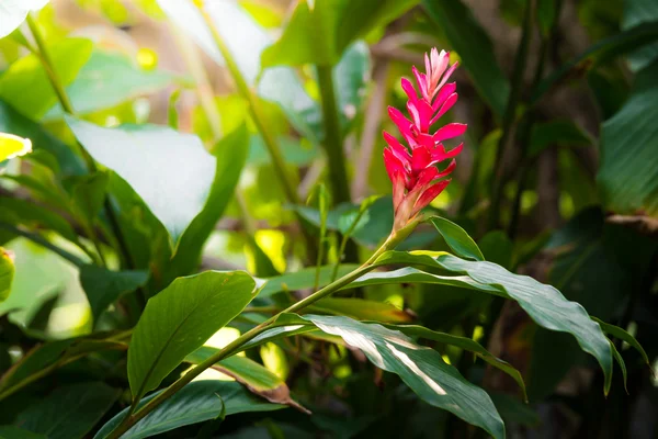 Flor de gengibre vermelho tropical — Fotografia de Stock
