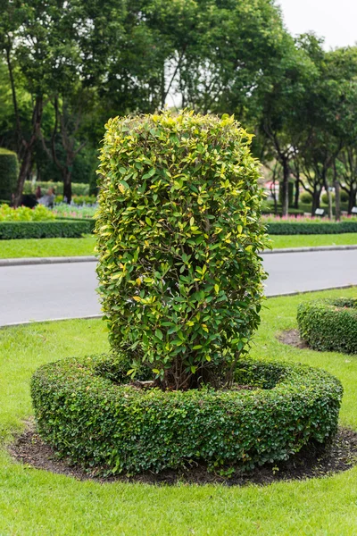 Arbustos e árvores verdes — Fotografia de Stock