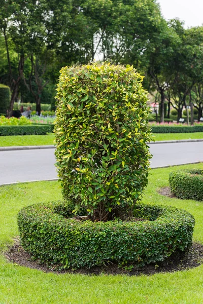 Árboles y arbustos verdes —  Fotos de Stock