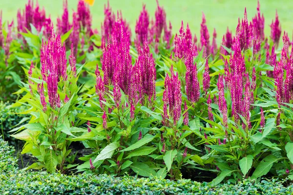 Röd Celosia argentea — Stockfoto