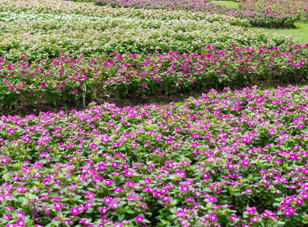 Fiori di crescione rosa — Foto Stock
