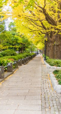 ginkgo ağaçları, Yamashita-Park