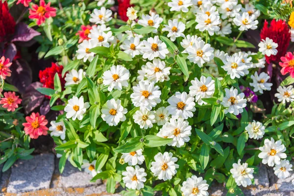 Vele witte daisies — Stockfoto