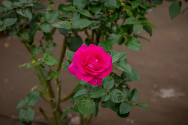 Nahaufnahme von rosa Rose — Stockfoto