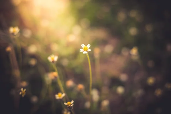 Closeup of plants dandelions — Stock Photo, Image