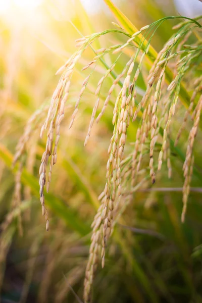Closeup Paddy rice — Stock Photo, Image