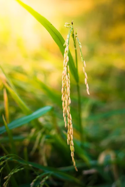 Closeup Paddy rice — Stock Photo, Image